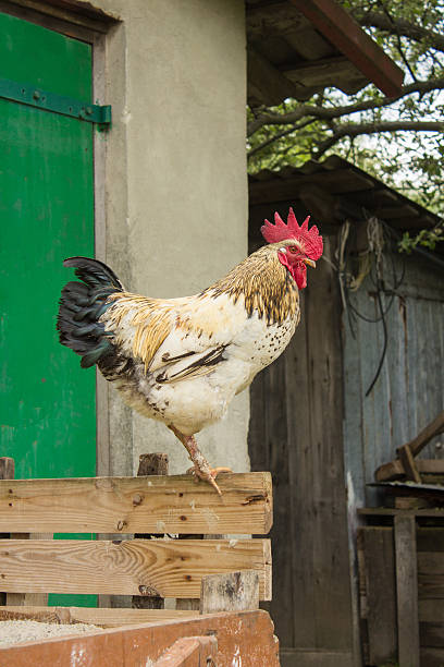 istock cock on a wooden fence 520214241