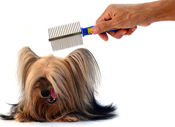 istock care for dog hair. isolated on white background 520214425