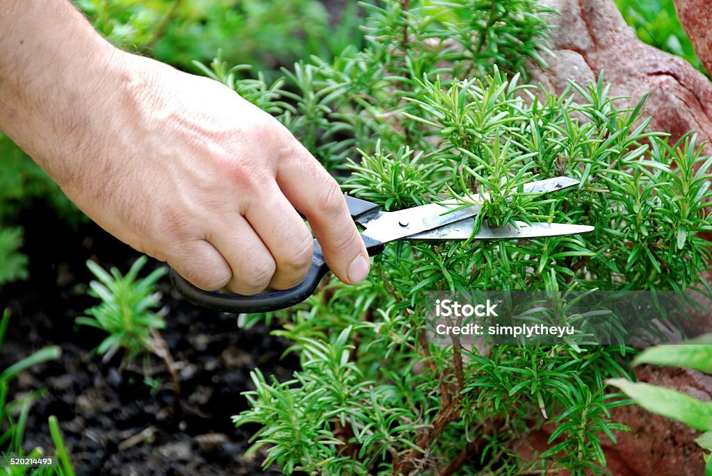 Rosemary seasoning garden hand cutting a green fresh rosemary branch in seasoning garden Branch - Plant Part Stock Photo