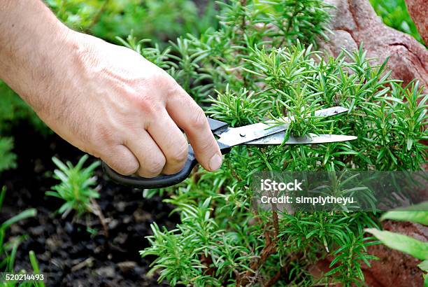 Rosemary Seasoning Garden Stock Photo - Download Image Now - Branch - Plant Part, Cultivated, Cutting