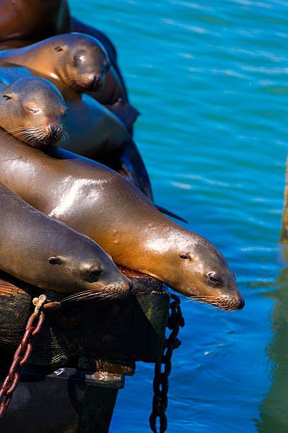istock San Francisco Pier 39 lighthouse and seals California 520214535