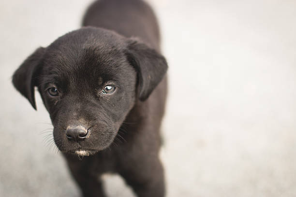 istock Stray Dog Puppie 520215383