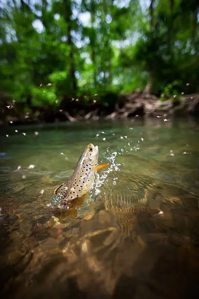 Photo of Brown trout jumping out of the water