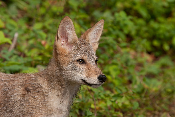 istock Coyote Puppy Portrait 520215809
