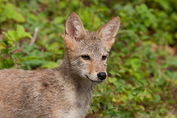istock Coyote Puppy Portrait 520215813