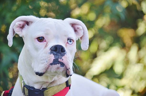istock Close-up of a white boxer dog. 520216131