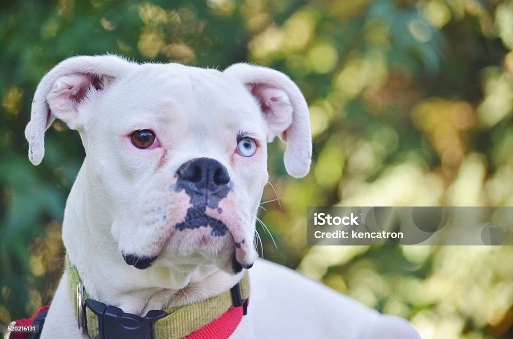 Foto de Closeup De Um Cachorro Boxer Branco e mais fotos de stock
