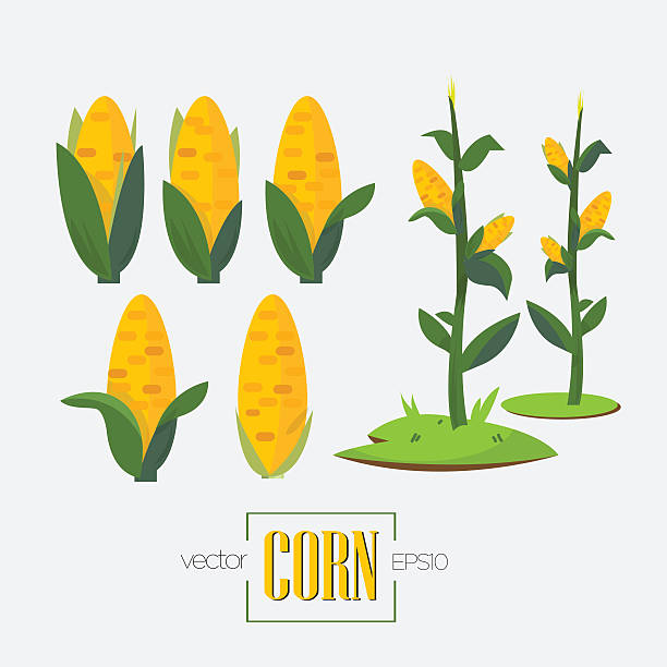 corns i kukurydzy drzewo-ilustracja wektorowa - corn on the cob obrazy stock illustrations