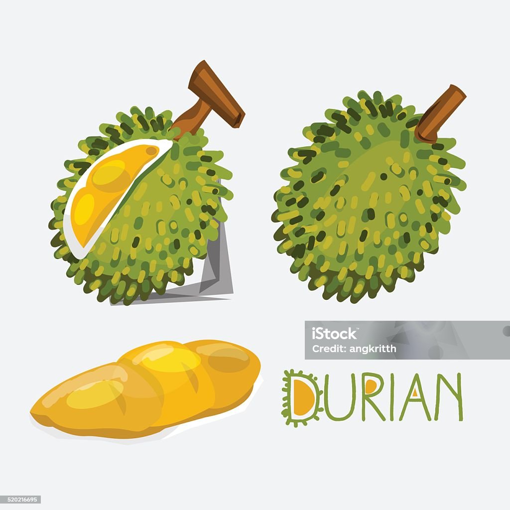 Duruine Vector Durian Vector Illustration Stock Illustration - Download Image Now ...