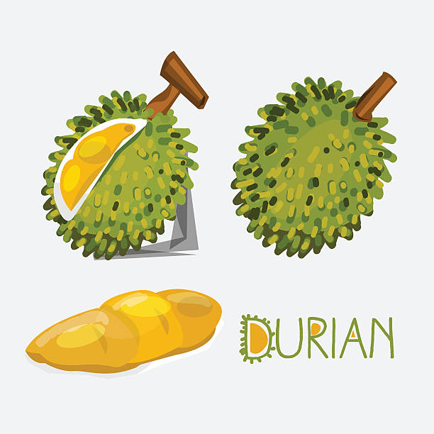 durian- vector illustration durian King Size stock illustrations