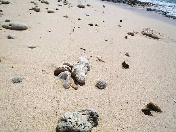 Tropical beach Dead corals on the shore of a Cuban beach. maria la gorda stock pictures, royalty-free photos & images