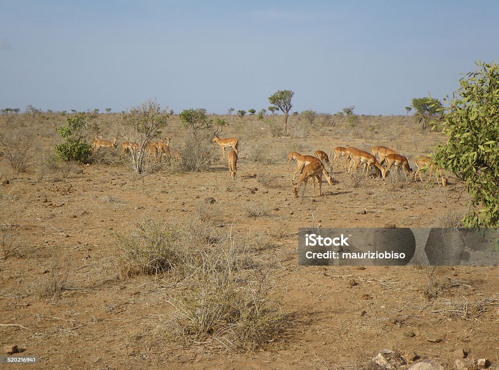 young gazelles at lunch Accidents and Disasters Stock Photo