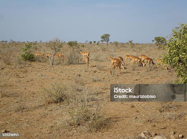 Young Gazelles At Lunch Stock Photo - Download Image Now - Accidents and Disasters, Africa, Animal Wildlife
