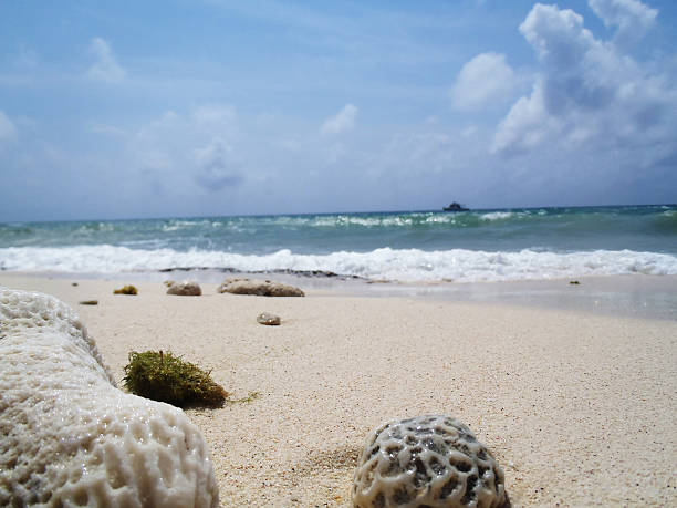 Tropical beach Dead corals on the shore of a Cuban beach. maria la gorda stock pictures, royalty-free photos & images