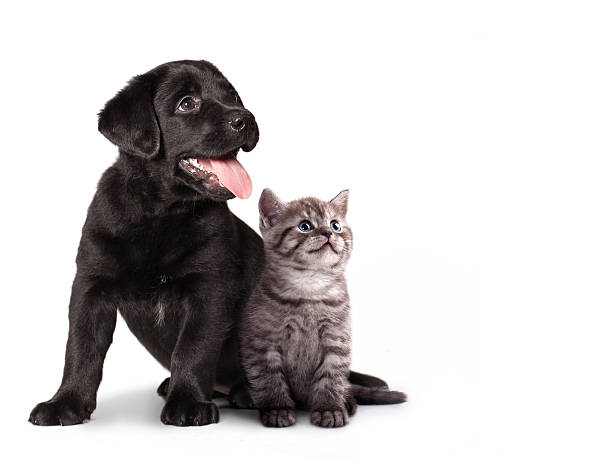 강아지 및 고양이 새끼 - purebred dog 이미지 뉴스 사진 이미지