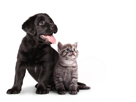 puppy and kitten in front of white background