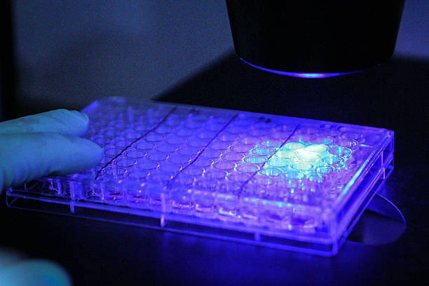 Scientific Culture Plate and Microscope A scientist holds a 96-well cell culture plate over the laser of an fluorescent inverted microscope fluorescent stock pictures, royalty-free photos & images