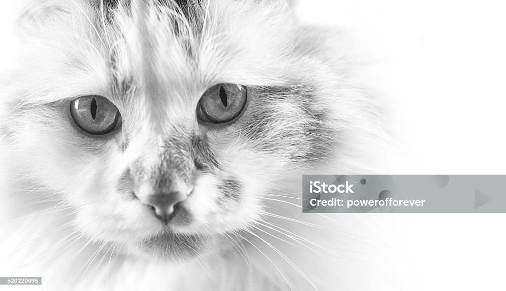 Longhair Tabby Cat Longhair tabby cat. Black And White Stock Photo