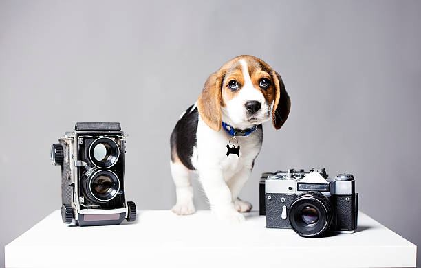 Beagle cachorro con viejos Vintage camres - foto de stock