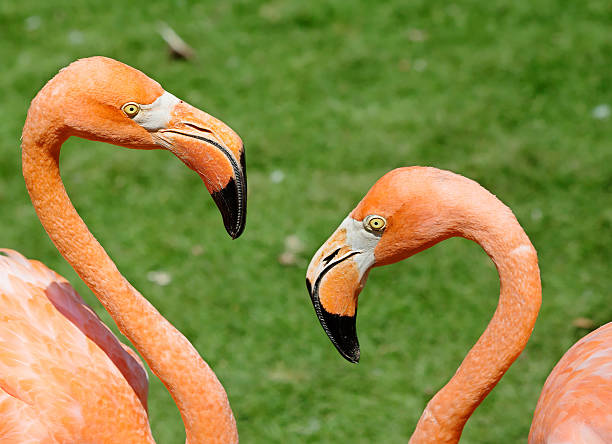 istock Pair of pink flamingos 520221300