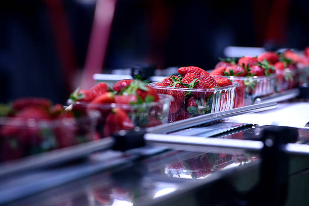 fraises sur convoyeur - usine agro alimentaire photos et images de collection