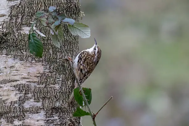 Eurasian Treecreeper (Certhia familiaris) scaling a tree for food.