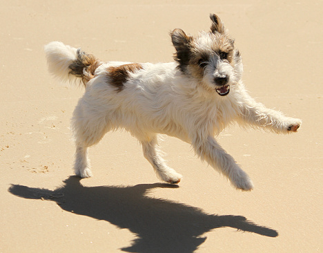 Jack Russell dog running at the beach