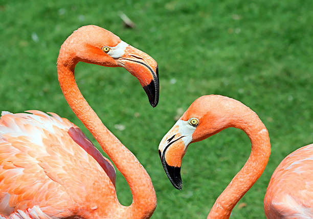 istock Pair of pink flamingos 520222106