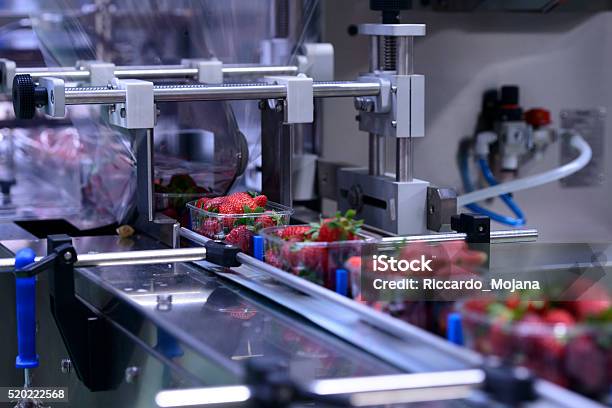 Strawberries On Conveyor Belt Stock Photo - Download Image Now - Food Processing Plant, Conveyor Belt, Fruit Packing Plant