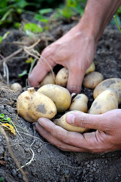 istock Handful of freshly harvested potatoes 520223562