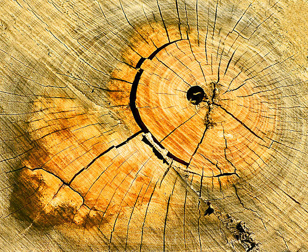 zbliżenie widok pień drzewa - driftwood pattern wood grain circle zdjęcia i obrazy z banku zdjęć
