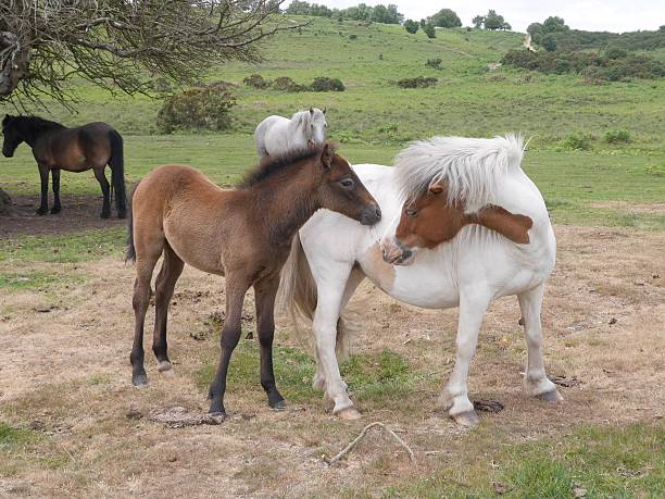 istock playful wild bay new forest foal nuzzles filly 520225030
