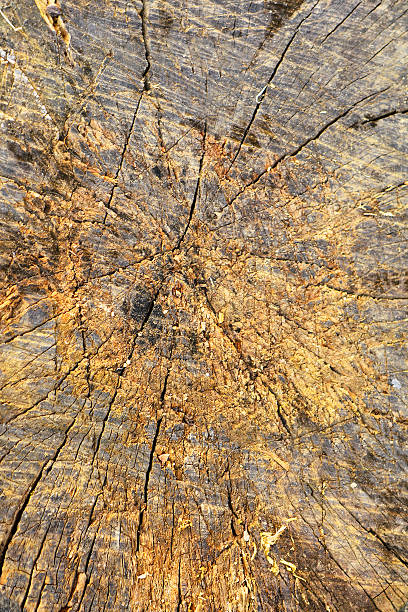 tekstury pień drzewa - driftwood pattern wood grain circle zdjęcia i obrazy z banku zdjęć