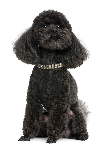Poodle, 5 years old, with diamond collar, in front of white background