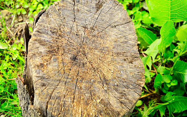 tekstura z pień drzewa z zielonych roślin w tle - driftwood pattern wood grain circle zdjęcia i obrazy z banku zdjęć