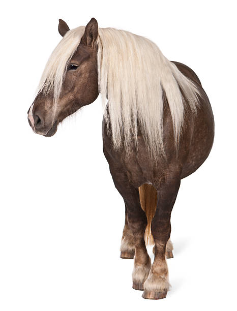 istock Comtois horse, a draft horse, Equus caballus standing 520225910
