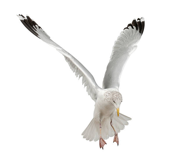 istock European Herring Gull, Larus argentatus, 4 years old, flying 520226374