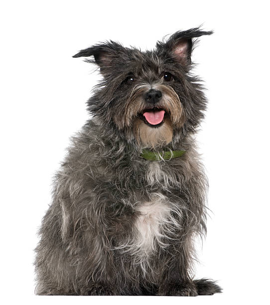 istock Mixed-breed, 8 years old, sitting in front of white background 520226430