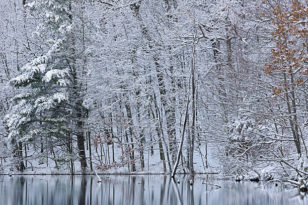 istock Snow Flocked Shoreline at Hall Lake 520227776