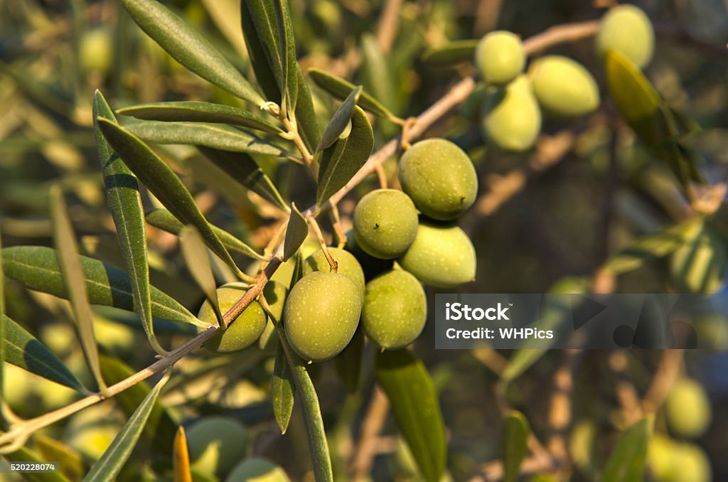 Olives - Foto de stock de Agricultura royalty-free