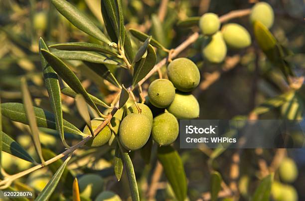 Foto de Olives e mais fotos de stock de Agricultura - Agricultura, Comida, Crescimento