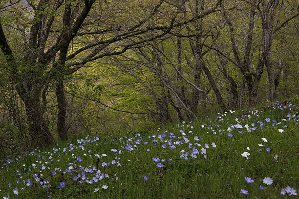 istock Wild flowers in the forest 520228528
