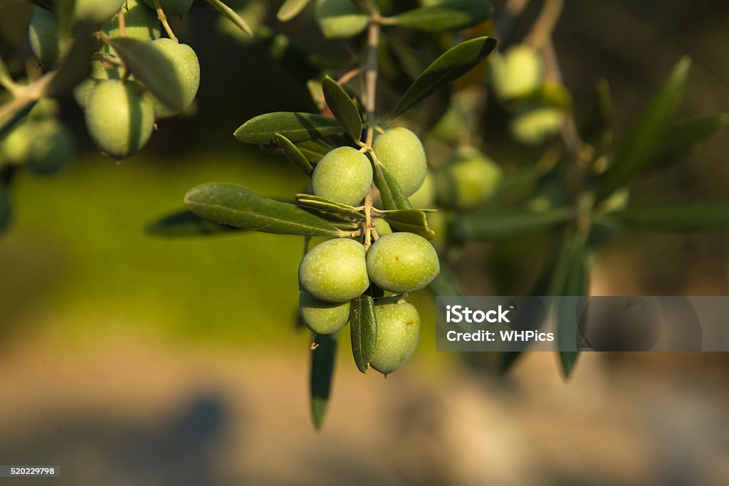 Verde azeitonas - Foto de stock de Agricultura royalty-free