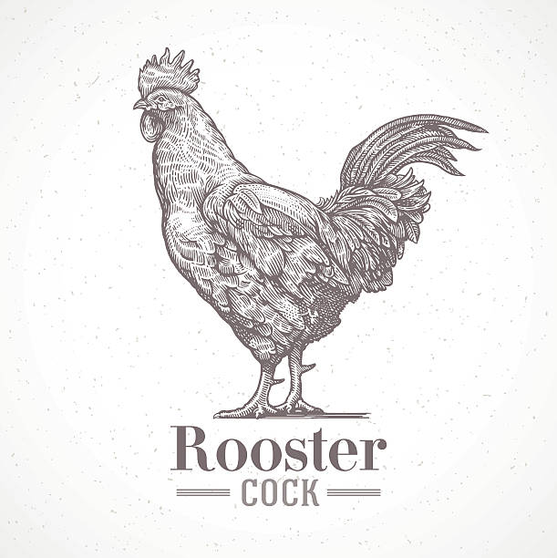 2,300+ Rooster Tail Stock Illustrations, Royalty-Free Vector