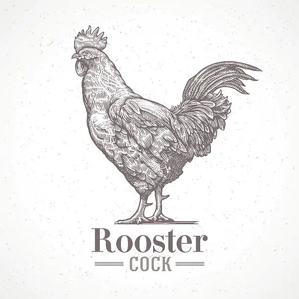 Vector illustration of Rooster in graphic style.