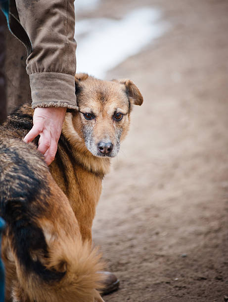 istock dog on a street 520230474