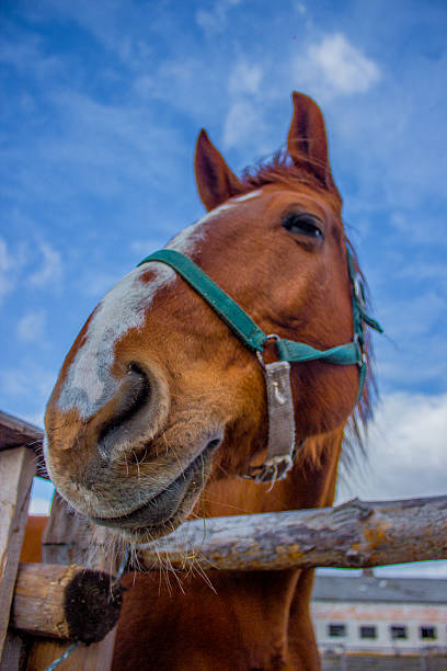 istock Horses portret on the sky 520230668