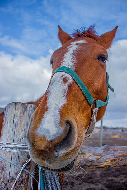 istock Horses portret on the sky 520230774