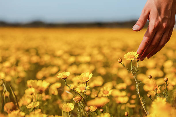 istock The woman hand and flower. 520231686