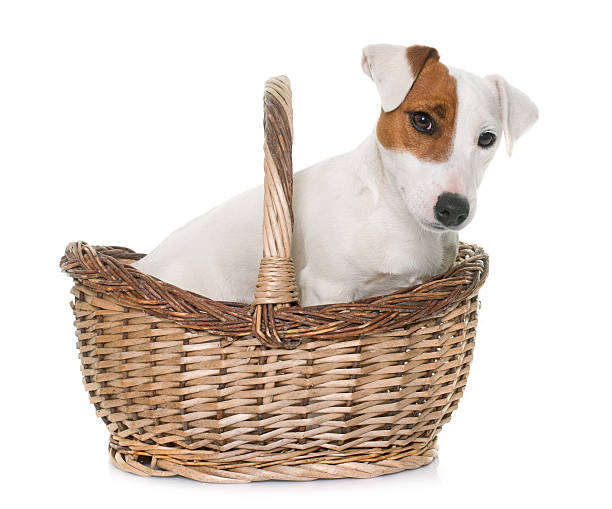 istock young jack russel terrier in basket 520231886